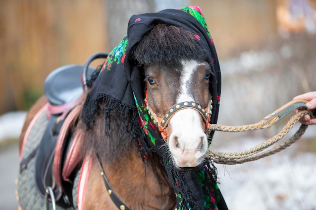 Un caballo en un chal ruso Poni