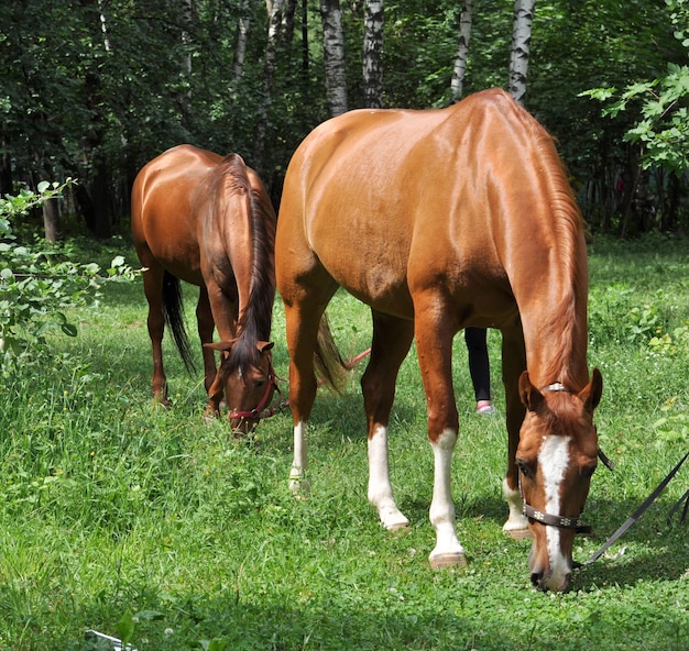 Caballo en un claro del bosque