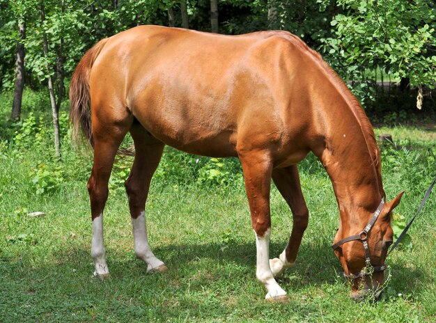 Caballo en un claro del bosque