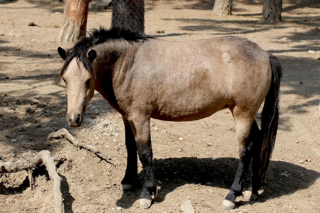 Caballo de color marrón encontrado en un entorno natural