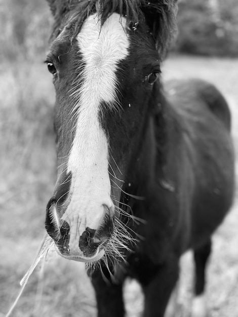 Foto el caballo come hierba.