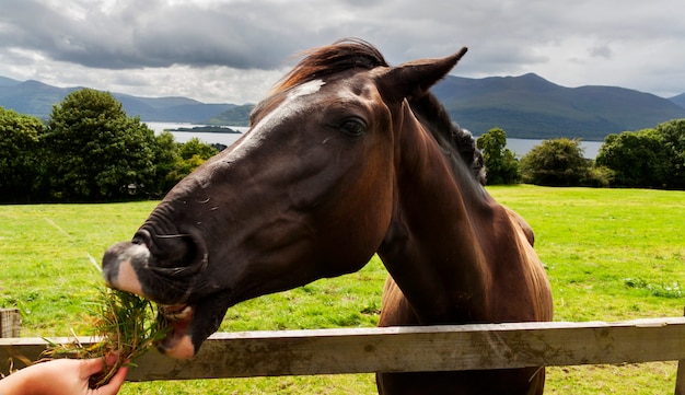 El caballo come hierba