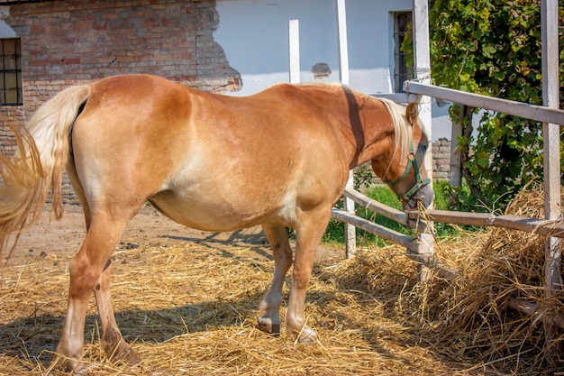 Caballo comiendo encerrado en su valla de cría