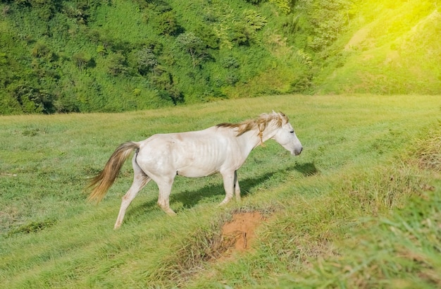 Un caballo comiendo hierba en la colina, un caballo blanco comiendo hierba en el campo verde, concepto caballo comiendo hierba