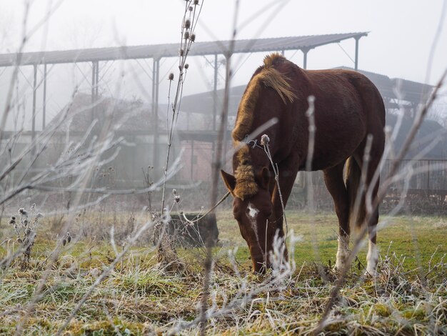 Caballo comiendo hierba en una mañana fría y brumosa