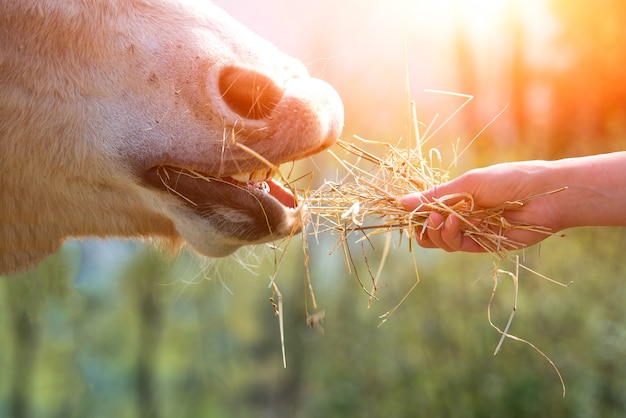 Caballo comiendo de la mano