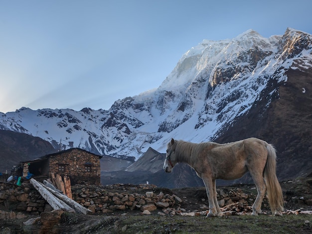 Caballo contra el fondo de los picos nevados de las montañas en el Himalaya por la mañana