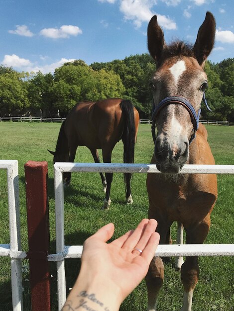 Caballo en un corral y mano