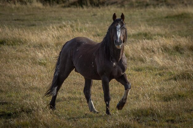 Caballo corriendo en un campo