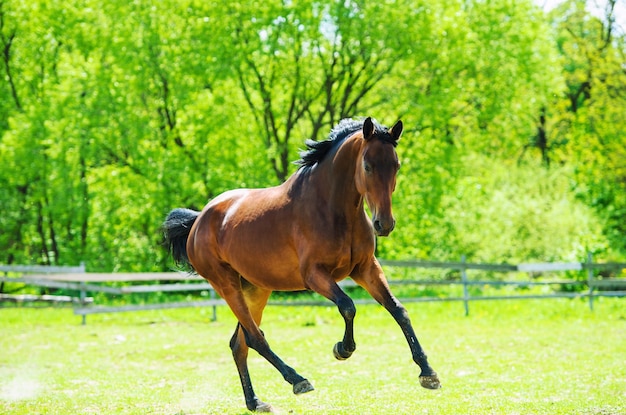 caballo corriendo en la hierba