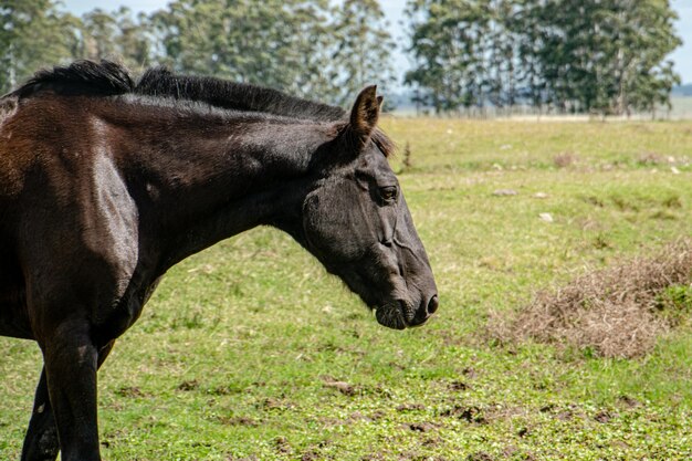 caballo criollo