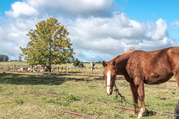 caballo criollo