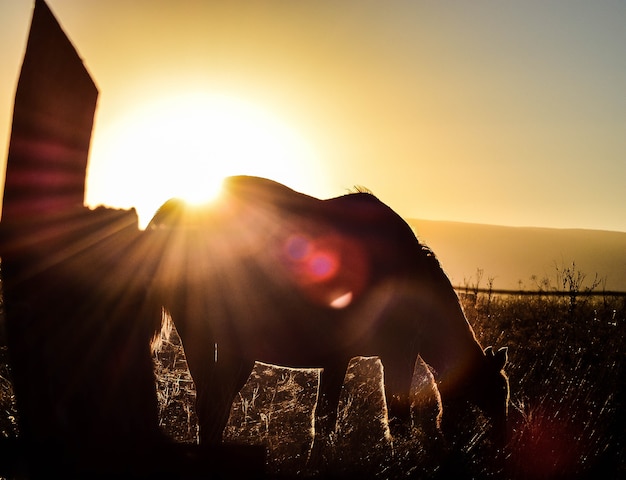 Foto caballo cubriendo el sol