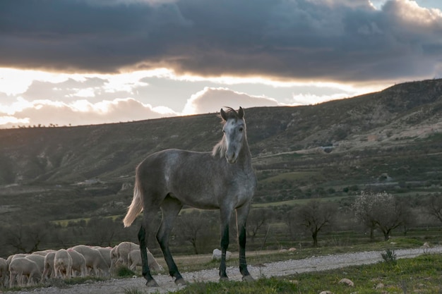 Caballo cuidando un rebaño de ovejas