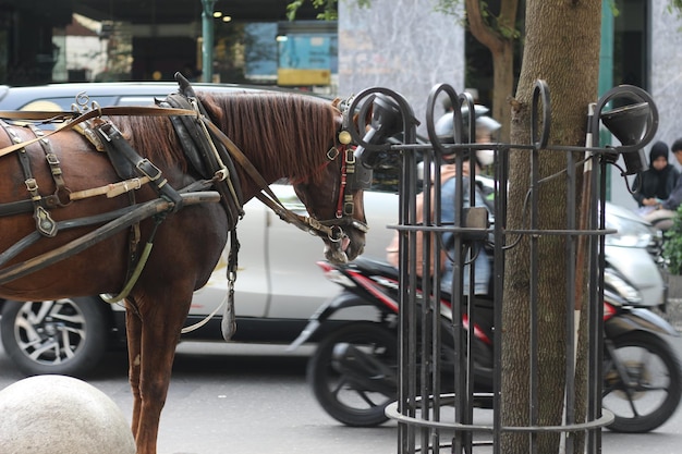 Foto el caballo de delmans esperando a los pasajeros en la calle malioboro yogyakarta
