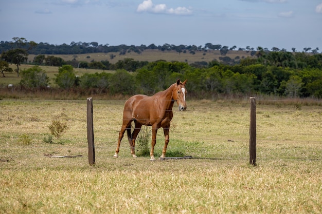 Caballo descansando en una zona de pastos de una finca brasileña con enfoque selectivo