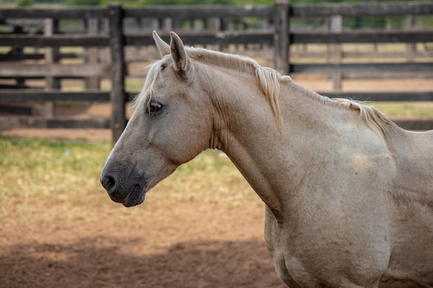 Caballo descansando en una zona de pastos de una finca brasileña con enfoque selectivo