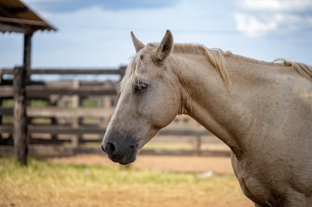 Caballo descansando en una zona de pastos de una finca brasileña con enfoque selectivo