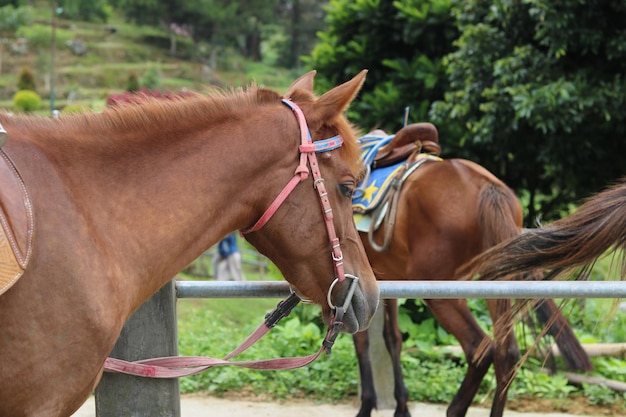 un caballo descansando en una zona turística en las tierras altas