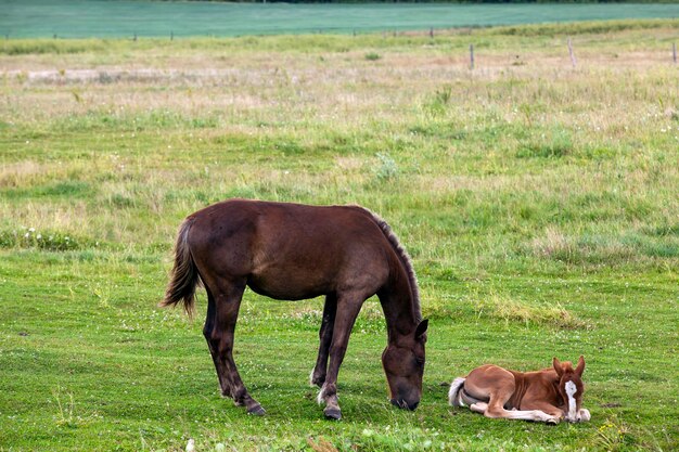 Un caballo doméstico mientras pasta en un campo con hierba verde