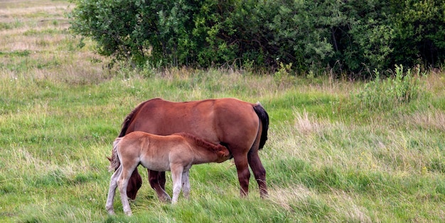 Un caballo doméstico mientras pasta en un campo con hierba verde