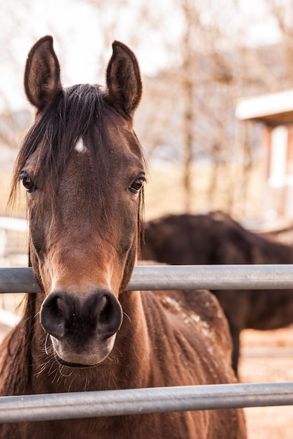 Foto caballo dorado