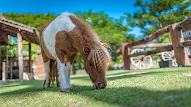 Caballo enano en campo verde