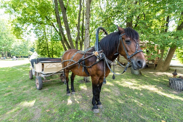 El caballo enjaezado al carro en verano.