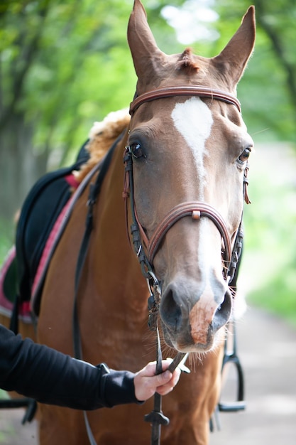 El caballo enjaezado es conducido por las riendas a lo largo del camino. Retrato de caballo hermosa pelirroja