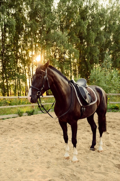 Caballo ensillado se encuentra en la arena del prado al atardecer