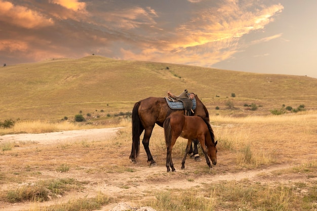 Un caballo ensillado con un potro contra el telón de fondo de un paisaje de montaña y una puesta de sol. Foto de alta calidad