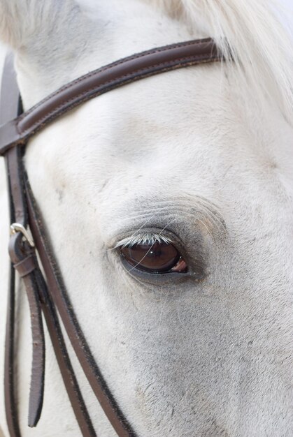 El caballo es la brida.