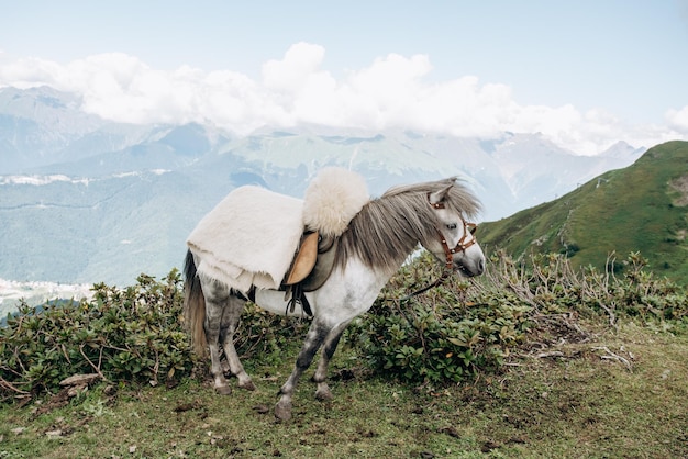 Un caballo espera al amo en las montañas