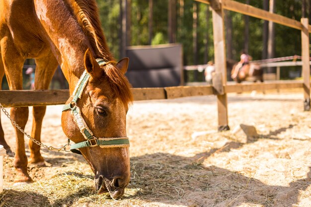 El caballo está comiendo hierba del abrevadero en la granja.