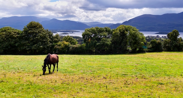 Caballo está comiendo en pradera