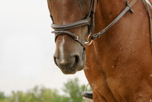 El caballo está en municiones debajo del jinete en la foto es un primer plano