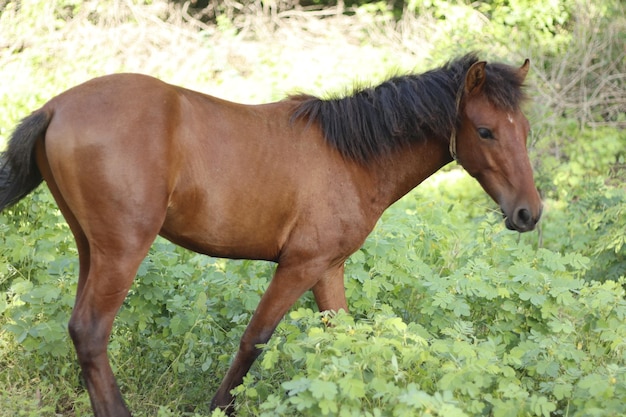 Este caballo está parado en el prado y la hierba está parada.