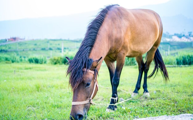 El caballo está pastando praderas verdes durante la temporada del monzón