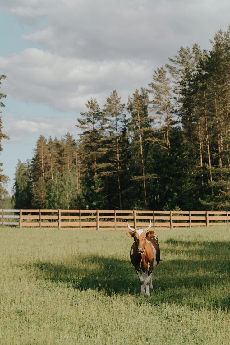 un caballo está de pie en un campo con una valla en el fondo