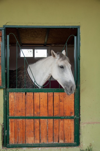 Caballo en el establo con cabezas afuera