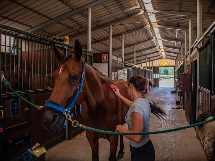 Foto caballo en el establo con el novio