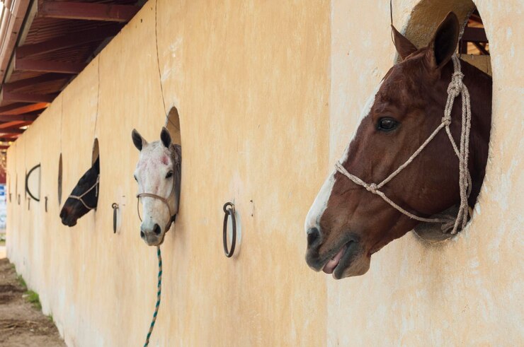 Foto caballo en un establo