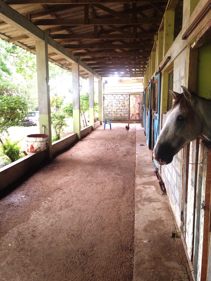 Foto caballo en el establo