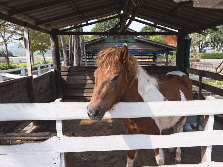 Foto caballo en el establo