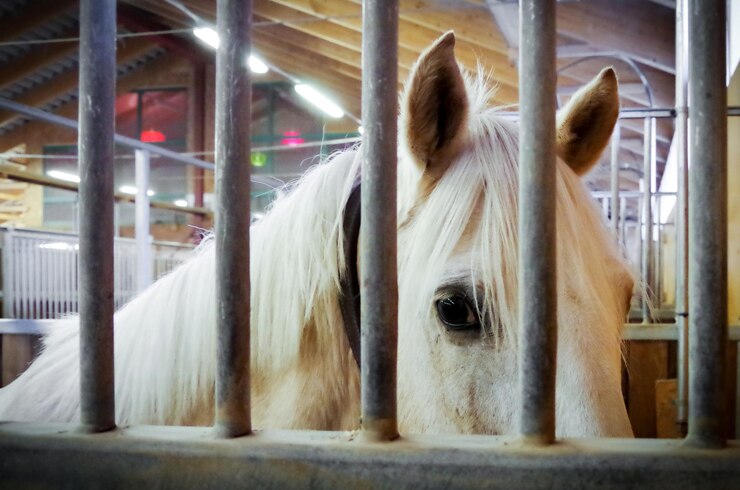 Foto caballo en el establo