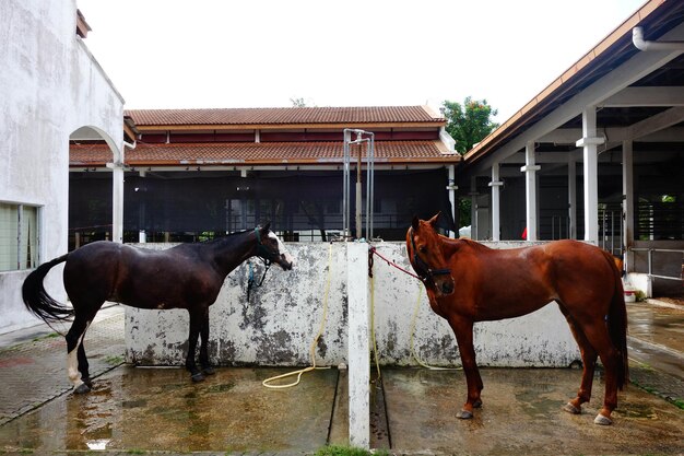 Foto caballo en el establo