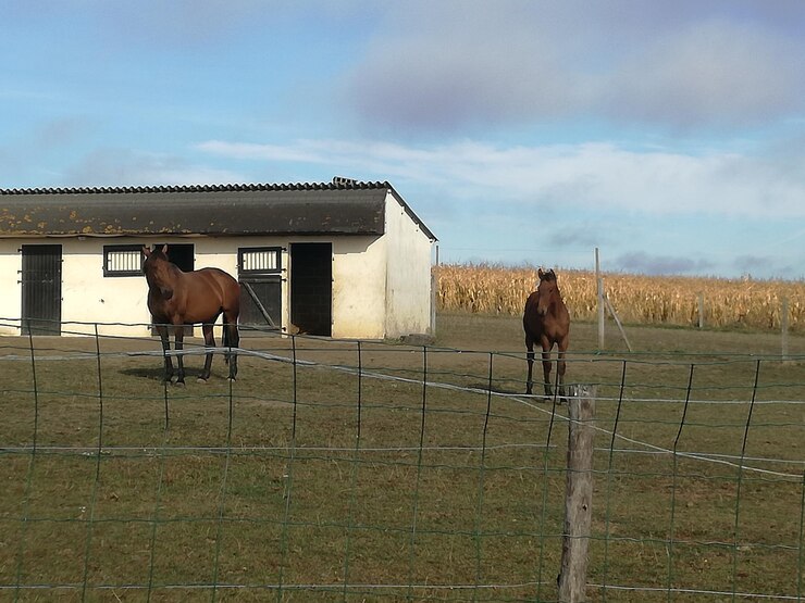 Foto caballo en el establo