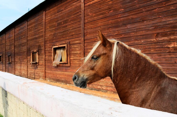 Foto caballo en el establo
