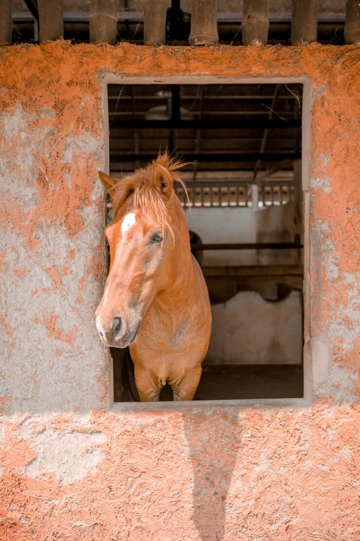 Foto caballo en el establo