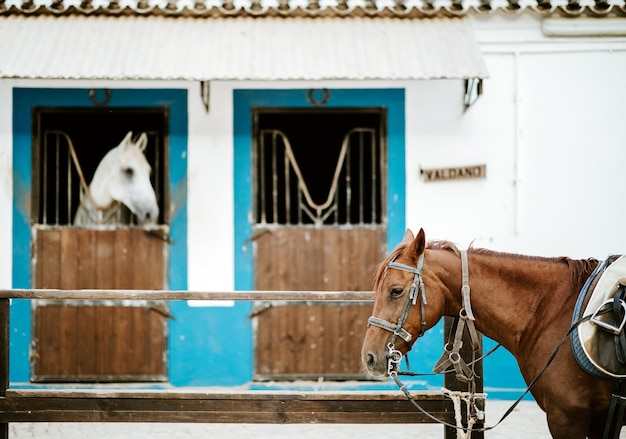 Foto caballo en el establo